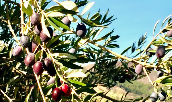 Frantoio Barbato: la forza della filiera corta