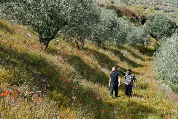 Terracuza: olivicoltura eroica e impegno nel recupero di olivi abbandonati