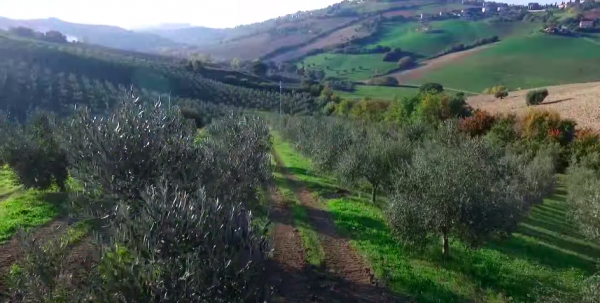 L’oro verde delle Marche, opportunità e sinergie del settore oleico