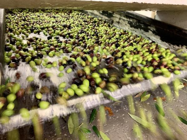 Olio d’oliva: Stime al rialzo per la produzione UE