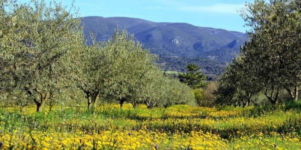 Biological Olive Oil companies: more specialized and market-oriented