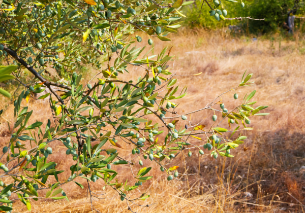 Produzione olio d'oliva: un quadro allarmante a livello europeo e mondiale