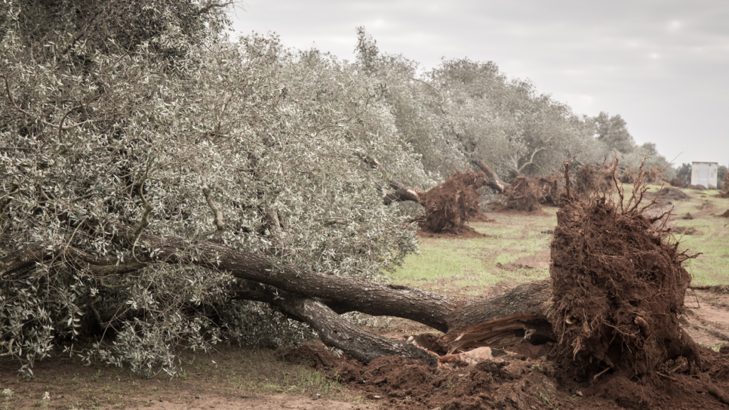 Puglia, rigenerazione olivicoltura: nuovi impianti resistenti anti-Xylella