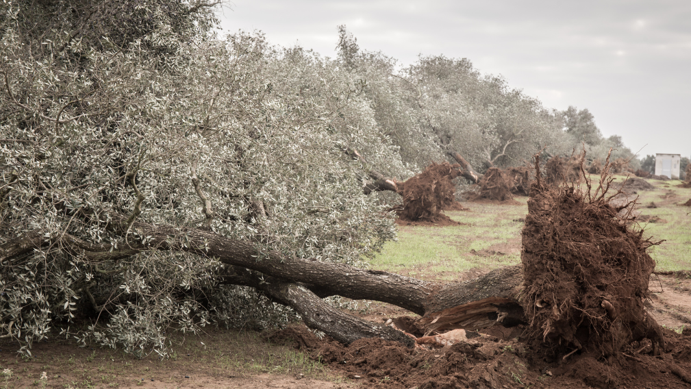 Rivoluzione biopesticidi naturali: gli scarti dei frantoi diventano un'arma contro la Xylella